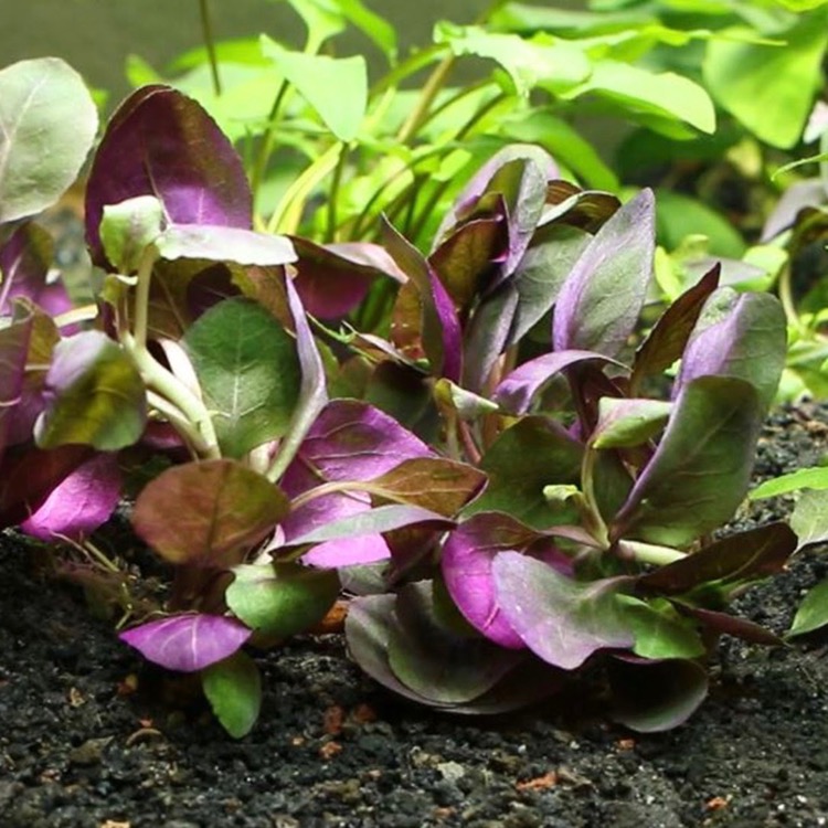 Lobelia cardinalis in pot